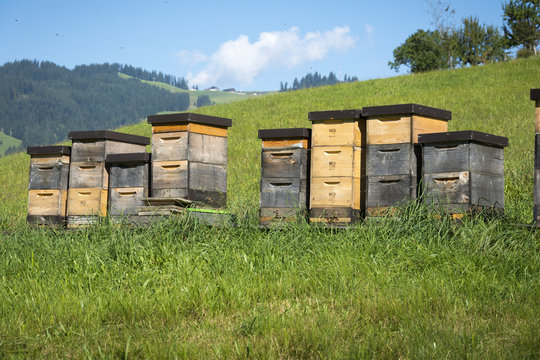 Bienenk&ouml;rbe, Tirol