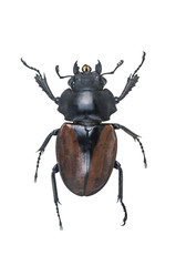 Stag Beetles , Odontolabis elegans f isolated on white backgroun