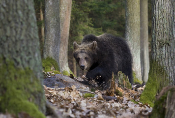 Obraz na płótnie Canvas brown bear cub walking