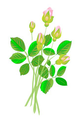 Five pink roses buds on white background