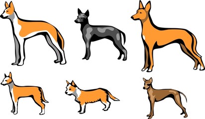 podengo and hairless dogs