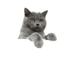 Scottish cat with yellow eyes on a white background sits behind