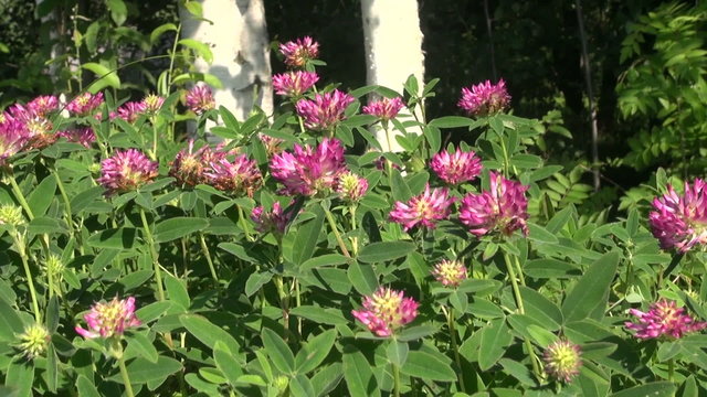 blooming wild clover in summer forest