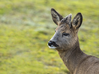 Young deer captured in nature