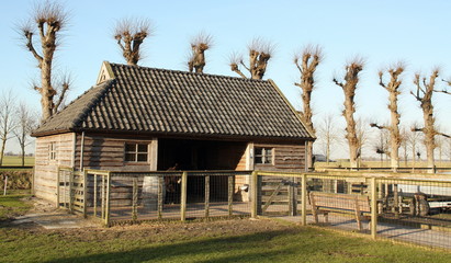 Fototapeta na wymiar Wooden barn and linden trees in Loppersum. Netherlands