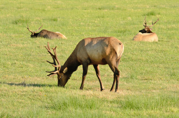 Bull Elk