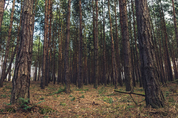 Las © Filip Olejowski
