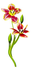 spring flowers tulips isolated on white background