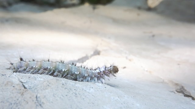 Pine tree lappet