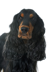 cocker spaniel