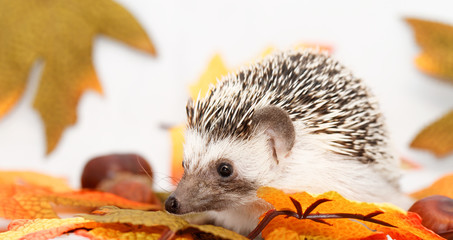 African white- bellied hedgehog