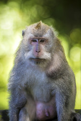 Monkey at Monkey Forest