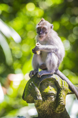 Monkey at Monkey Forest