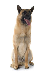 malinois