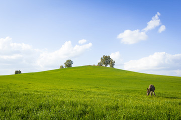 Asno espa&ntilde;ol pastando en el campo