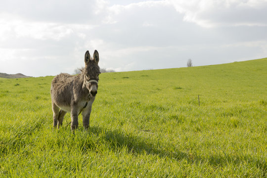 Asno espa&ntilde;ol pastando en el campo