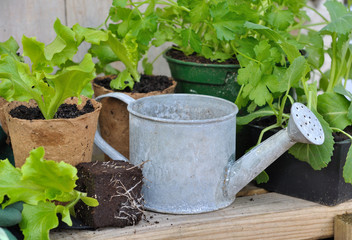 arrosoir parmi plants de salade