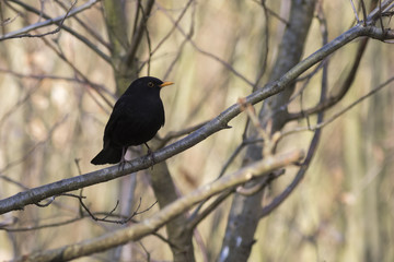 Blackbird (Turdus merula)