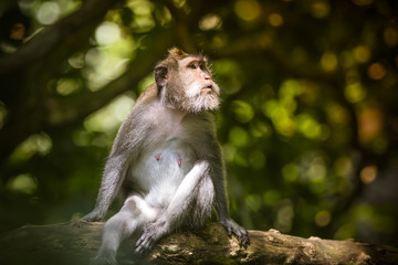 Monkey at Monkey Forest