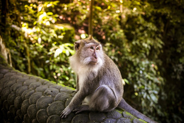 Naklejka na ściany i meble Monkey at Monkey Forest