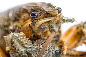 Crayfish on a white background.