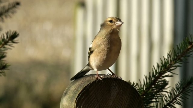 Buchfink, Weibchen