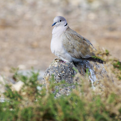 Collared Dove (Streptopelia decaocto)