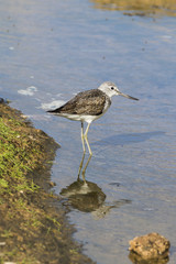 Greenshank (Tringa nebularia)