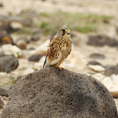 Kestrel (Falco tinnunculus)