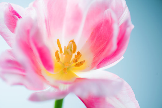 Fototapeta Beautiful spring flower closeup. Beauty macro tulip art design