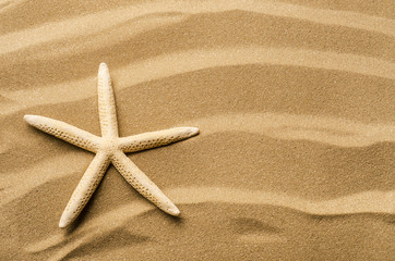 spiaggia con stella marina