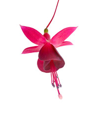 dark cherry fuchsia flower is isolated on white background