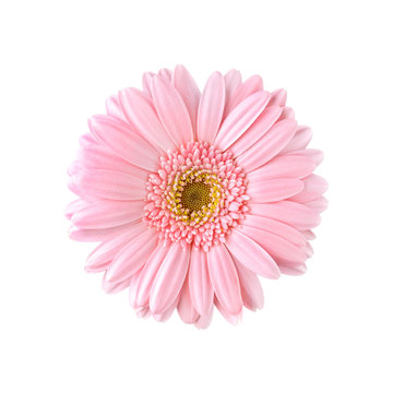 9 558 Best ガーベラ Images Stock Photos Vectors Adobe Stock 9 558 Best ガーベラ Images Stock Photos Vectors Adobe Stock