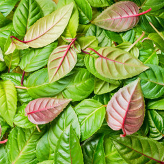 green and red leaves of fuchsia as background, closeup
