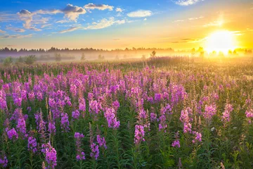 Foto op Plexiglas landelijk landschap met de zonsopgang en bloeiende weide © yanikap