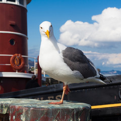Seagull at Fisherman's Wharf in San Francisco