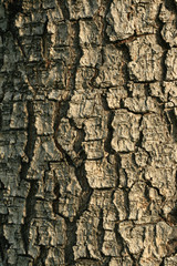 texture of tree