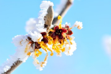 Hamamelis - Zaubernuss