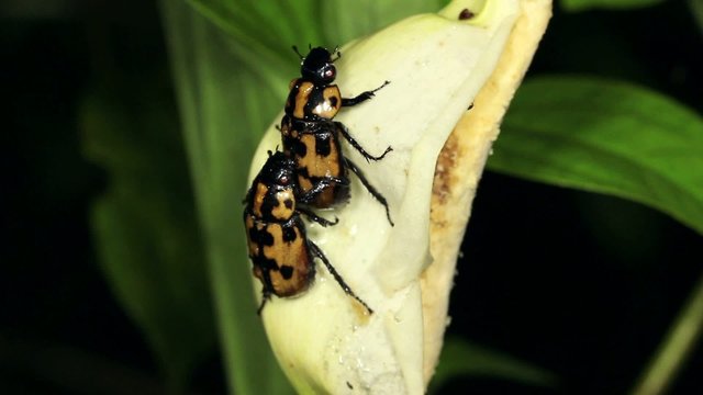 Beetles mating on a tropical Arum flower,  Ecuador