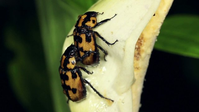 Beetles mating on a tropical Arum flower,  Ecuador