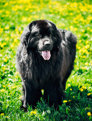 Black Newfoundland Dog Summer Meadow. Outdoor Full Length Portra