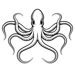 Vector octopus illustration