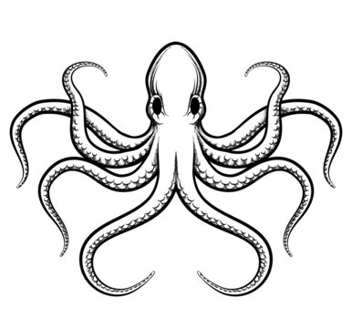Vector octopus illustration