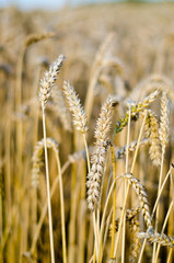 Cornfield - Growing Corn
