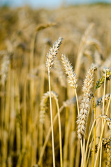 Cornfield - Growing Corn