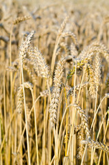 Cornfield - Growing Corn