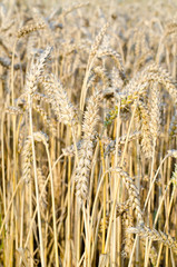 Cornfield - Growing Corn
