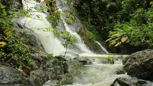 Rainforest stream in the Choco Biological Region, Ecuador
