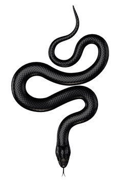 Black Snake on White