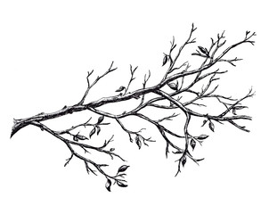 Ink hand drawn branch